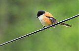 Long-tailed Shrike